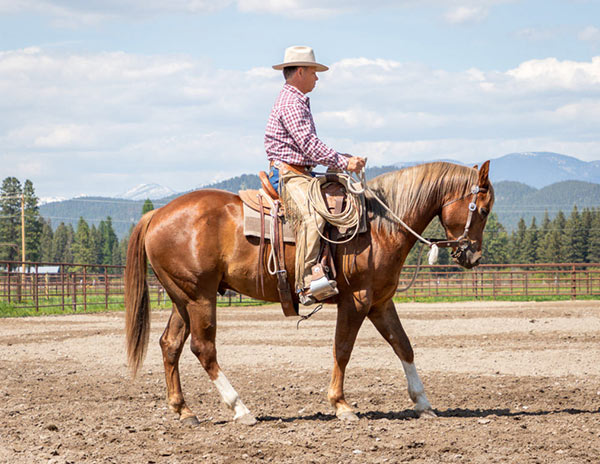 About David Gamble - Standing Heart Ranch - Horsemanship Training