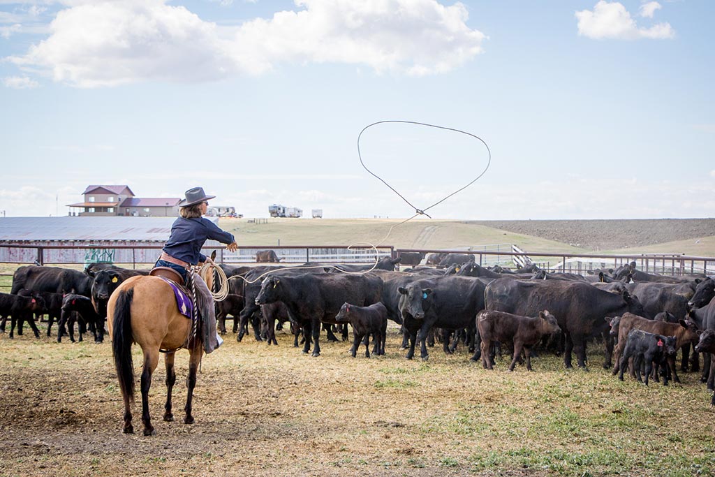 Standing Heart Horse Ranch - Horsemanship training lessons seminars clinics Montana Whitefish