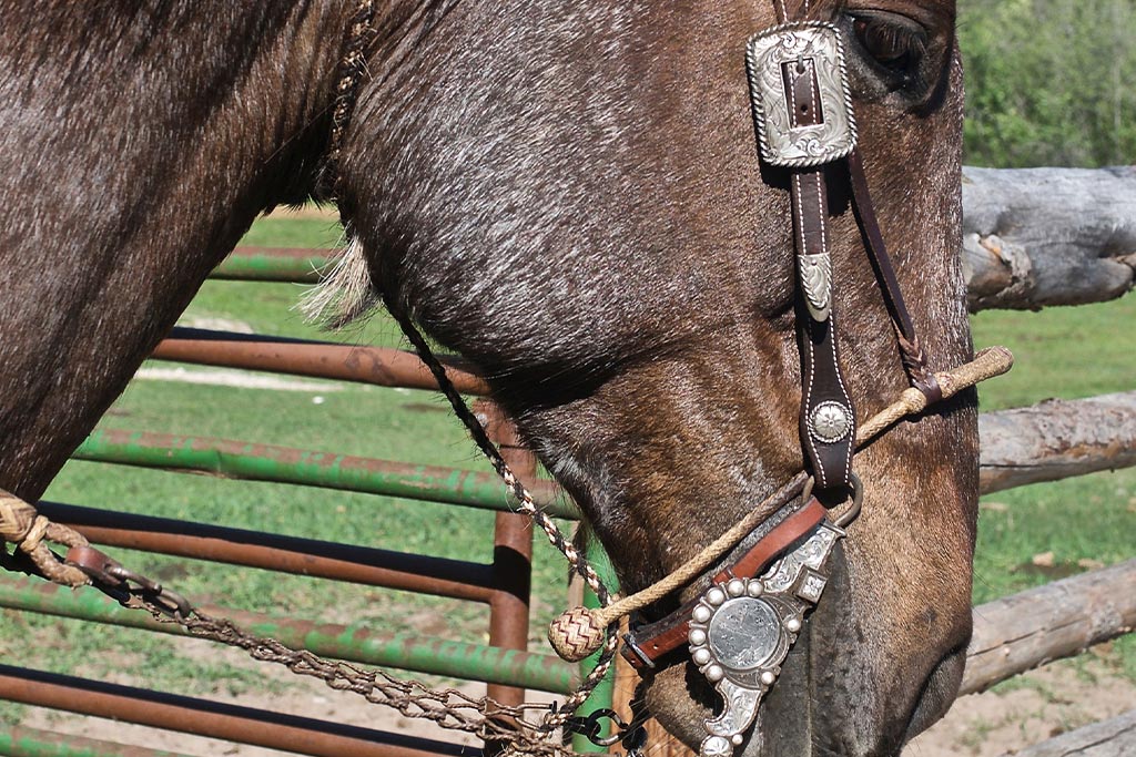 Standing Heart Horse Ranch - Horsemanship training lessons seminars clinics Montana Whitefish