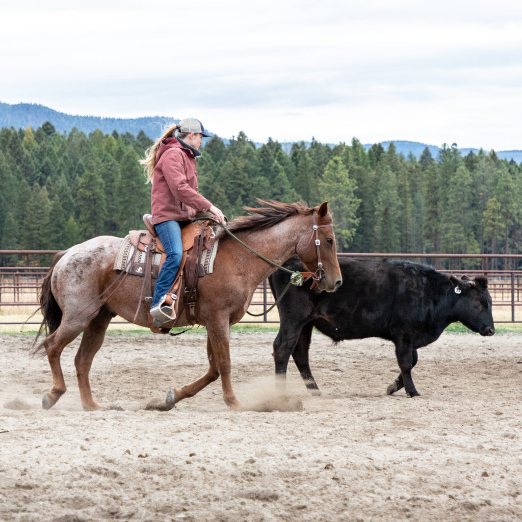 Horsemanship training intership MT