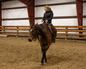 Horsemanship training intership MT