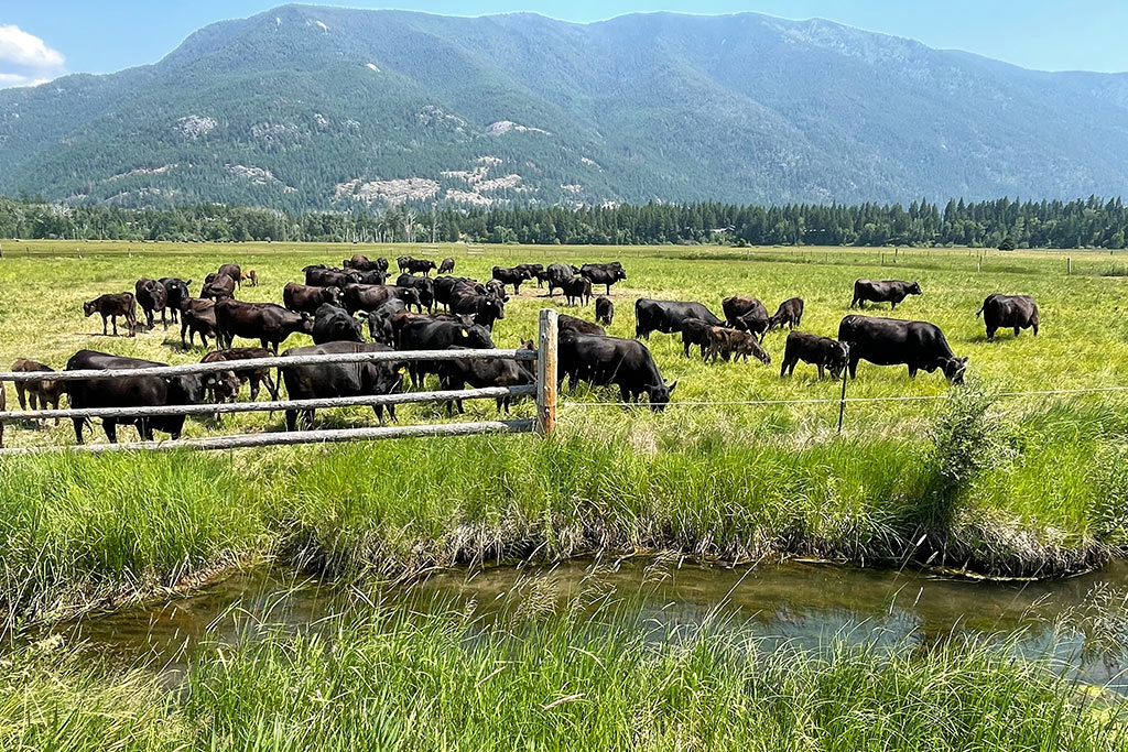 Wagyu Beef For Sale in Kalispell and the Flathead Valley MT Shipped Nationally U.S.