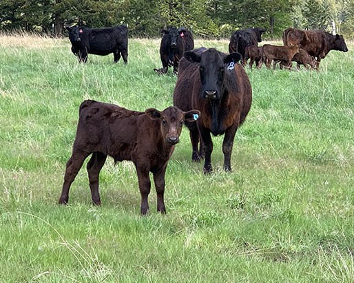 Wagyu Beef For Sale in Kalispell and the Flathead Valley MT Shipped Nationally U.S.